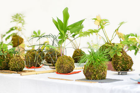 Kokedama of any size